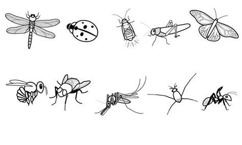 PRIMERO REPÚBLICA DEL URUGUAY: Primero B: Dibujar y Colorear Fácil con este Paso a Paso, dibujos de Insectos Realistas, como dibujar Insectos Realistas para colorear e imprimir
