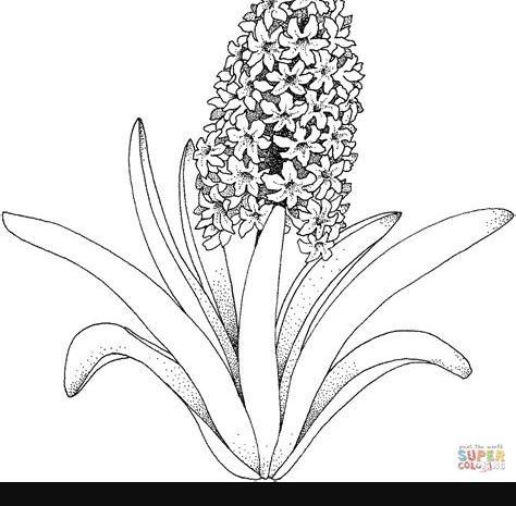 Dibujo de Flor de jacinto para colorear | Dibujos para: Dibujar y Colorear Fácil con este Paso a Paso, dibujos de Jacintos, como dibujar Jacintos para colorear e imprimir