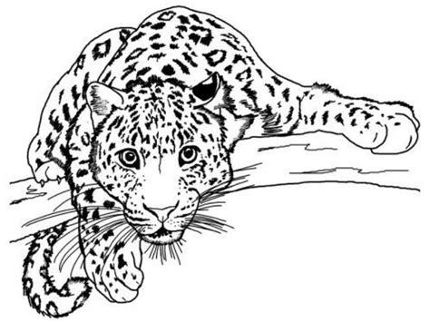Pin de Becky Todd en Coloring pictures | Páginas para: Dibujar y Colorear Fácil con este Paso a Paso, dibujos de La Cara De Un Leopardo, como dibujar La Cara De Un Leopardo para colorear