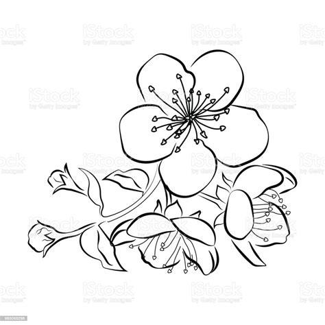 Colorear Flor De Cerezo Dibujo - Unas Decoradas: Aprender a Dibujar Fácil con este Paso a Paso, dibujos de La Flor De Un Cerezo, como dibujar La Flor De Un Cerezo para colorear e imprimir