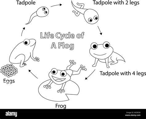 Ciclo de vida de una rana para colorear. vector art design: Dibujar Fácil, dibujos de La Metamorfosis Dela Rana, como dibujar La Metamorfosis Dela Rana para colorear