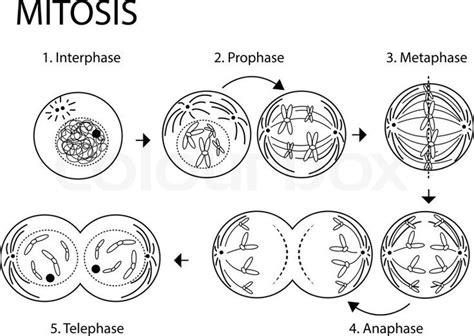 Stock vector of 'Mitosis' | Mitosis. Cell cycle: Aprender como Dibujar Fácil, dibujos de La Mitosis, como dibujar La Mitosis para colorear e imprimir