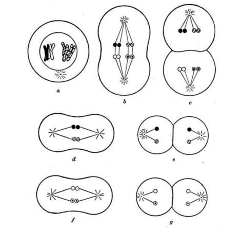 Secuencia didáctica sobre la meiosis | Secuencia: Dibujar Fácil, dibujos de La Mitosis, como dibujar La Mitosis para colorear