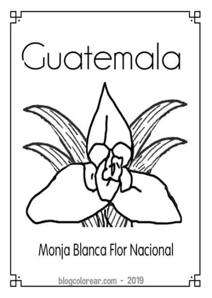 Colorear dibujo Monja Blanca flor de Guatemala - Colorear: Aprende a Dibujar Fácil, dibujos de La Monja Blanca, como dibujar La Monja Blanca para colorear e imprimir