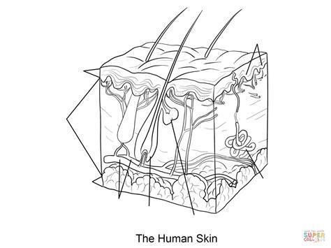 Dibujo de Piel Humana para colorear | Dibujos para: Aprende como Dibujar y Colorear Fácil con este Paso a Paso, dibujos de La Piel Humana, como dibujar La Piel Humana para colorear e imprimir