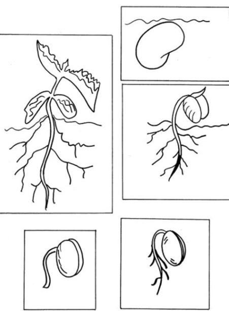 7 Ciclo de Vida de las Plantas para Colorear (CON DIBUJOS): Aprender a Dibujar Fácil, dibujos de La Semilla De La Vida, como dibujar La Semilla De La Vida para colorear
