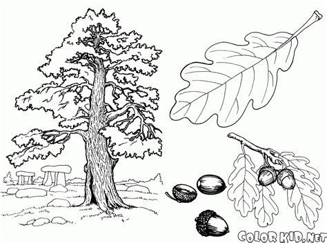 Dibujo para colorear - Árboles: Dibujar Fácil, dibujos de La Textura De Un Arbol, como dibujar La Textura De Un Arbol para colorear e imprimir