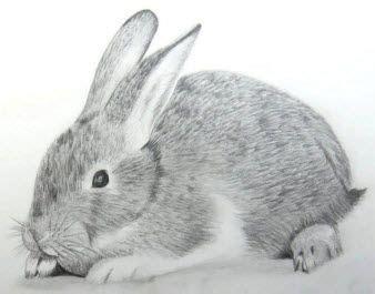 Cómo dibujar pelo de animal (con imágenes) | Dibujar: Aprende a Dibujar y Colorear Fácil, dibujos de Lapiz Un Conejo Realista, como dibujar Lapiz Un Conejo Realista paso a paso para colorear