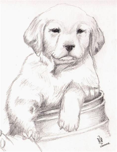 labrador retriever por EXIDE | Dibujando: Aprende como Dibujar y Colorear Fácil, dibujos de Lapiz Un Perro Realista, como dibujar Lapiz Un Perro Realista para colorear e imprimir