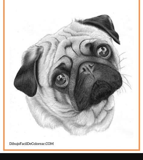 🐶Dibujos de Perros Fácil Para Colorear 🎨: Dibujar Fácil, dibujos de Lapiz Un Perro Realista, como dibujar Lapiz Un Perro Realista paso a paso para colorear