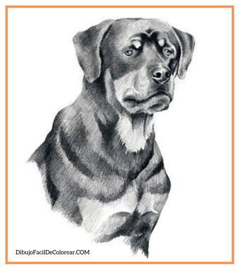 🐶Dibujos de Perros Fácil Para Colorear 🎨: Aprende como Dibujar Fácil, dibujos de Lapiz Un Perro Realista, como dibujar Lapiz Un Perro Realista para colorear