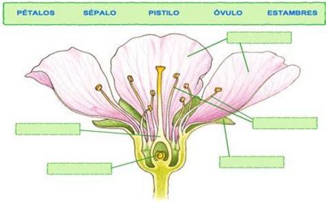 Ejercicio de Las partes de una flor: Dibujar y Colorear Fácil, dibujos de Las Partes De Una Flor, como dibujar Las Partes De Una Flor paso a paso para colorear