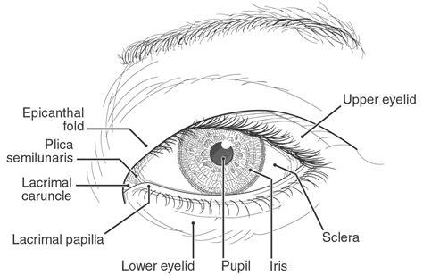 El ojo y las razas humanas - Blog de Ojos - Innova Ocular: Dibujar y Colorear Fácil, dibujos de Las Partes Del Ojo, como dibujar Las Partes Del Ojo para colorear e imprimir