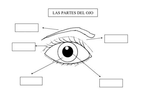 Las partes del ojo: Dibujar Fácil, dibujos de Las Partes Del Ojo, como dibujar Las Partes Del Ojo paso a paso para colorear