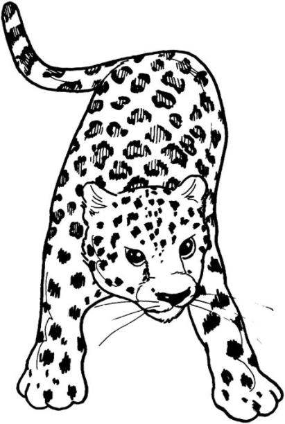 Dibujos de leopardos para colorear: Dibujar Fácil, dibujos de Leopardos, como dibujar Leopardos para colorear e imprimir