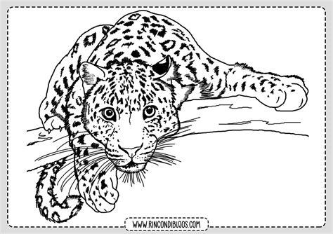 Dibujos de Leopardos para colorear | Laminas Gratis: Dibujar y Colorear Fácil, dibujos de Leopardos, como dibujar Leopardos para colorear