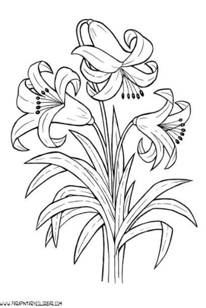 dibujos-para-colorear-de-lirios-009 | Printable flower: Aprende como Dibujar Fácil, dibujos de Lirios, como dibujar Lirios para colorear e imprimir