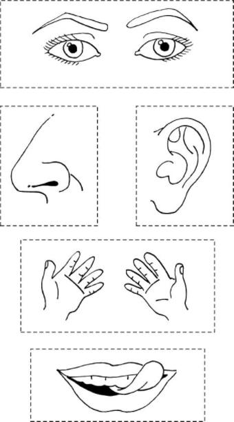 Los cinco sentidos para colorear - Cinco sentidos: Aprende a Dibujar Fácil con este Paso a Paso, dibujos de Los Cinco Sentidos, como dibujar Los Cinco Sentidos para colorear e imprimir