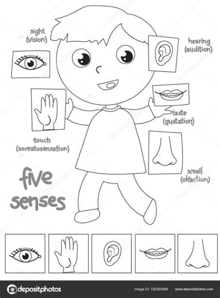 Imágenes: los 5 centidos | Niño de cinco sentidos para: Aprende como Dibujar y Colorear Fácil con este Paso a Paso, dibujos de Los Cinco Sentidos, como dibujar Los Cinco Sentidos para colorear