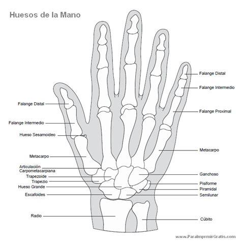 Huesos de la mano - Imagui: Dibujar y Colorear Fácil, dibujos de Los Huesos De La Mano En Tu Mano, como dibujar Los Huesos De La Mano En Tu Mano paso a paso para colorear