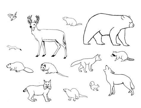 Imágenes de animales mamíferos para colorear - Imagui: Dibujar y Colorear Fácil, dibujos de Mamiferos, como dibujar Mamiferos para colorear