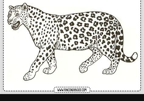 Dibujos de Leopardos para colorear | Laminas Gratis: Aprender como Dibujar Fácil con este Paso a Paso, dibujos de Manchas De Leopardo, como dibujar Manchas De Leopardo paso a paso para colorear