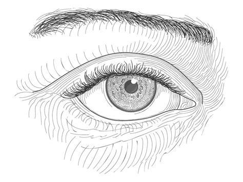 Pin en Dibujo: Aprende a Dibujar Fácil con este Paso a Paso, dibujos de Ojos Normales, como dibujar Ojos Normales paso a paso para colorear