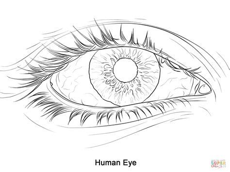 Celula humana para colorear - Imagui: Dibujar Fácil, dibujos de Ojos Realista, como dibujar Ojos Realista para colorear e imprimir