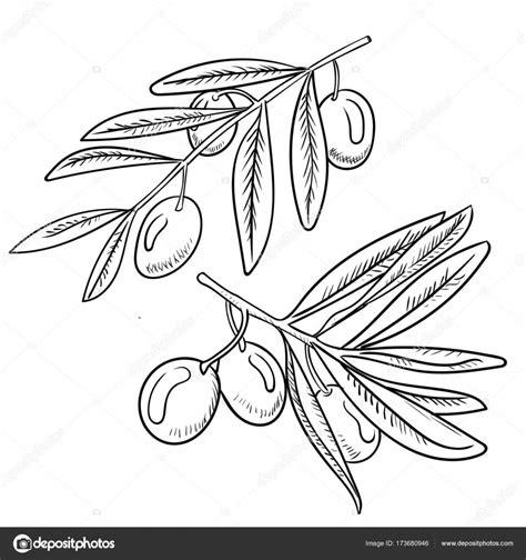 Imágenes: del olivo para colorear | Ilustración de la: Dibujar Fácil con este Paso a Paso, dibujos de Olivos, como dibujar Olivos para colorear e imprimir