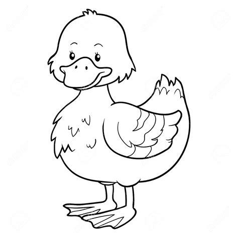 Dibujos de patos para colorear para niños: Dibujar y Colorear Fácil, dibujos de Pato, como dibujar Pato para colorear