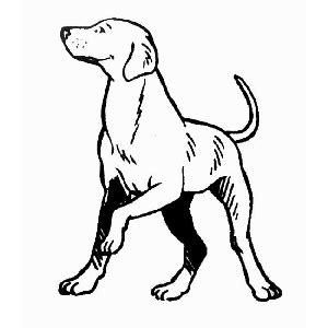 Imágenes de perros para colorear: Aprender como Dibujar y Colorear Fácil, dibujos de Pelo De Perro Realista, como dibujar Pelo De Perro Realista paso a paso para colorear