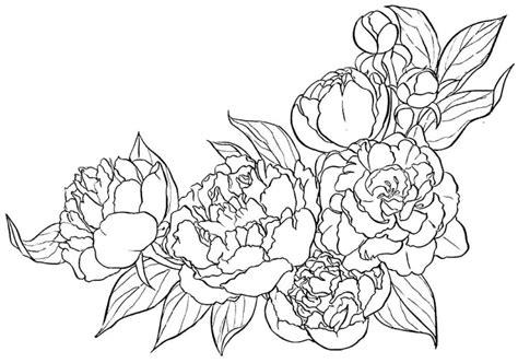 Dibujos para colorear Flores. Imágenes para la: Dibujar Fácil, dibujos de Peonias, como dibujar Peonias para colorear