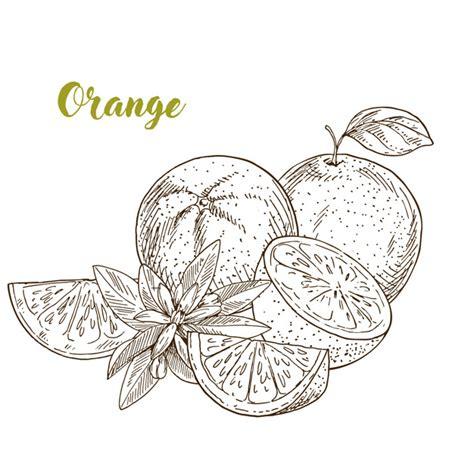 Dibujado a mano naranja. mitad y rebanada | Vector Premium: Dibujar y Colorear Fácil, dibujos de Perfiles Transversales A Mano, como dibujar Perfiles Transversales A Mano para colorear