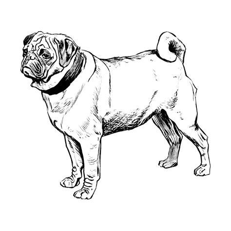 Dibujos de perros para colorear. Dibujos de razas de: Aprender como Dibujar y Colorear Fácil, dibujos de Perros Realistas, como dibujar Perros Realistas para colorear e imprimir