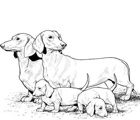 Dibujos de perros para colorear. Dibujos de razas de: Aprender como Dibujar y Colorear Fácil, dibujos de Perros Realistas, como dibujar Perros Realistas para colorear