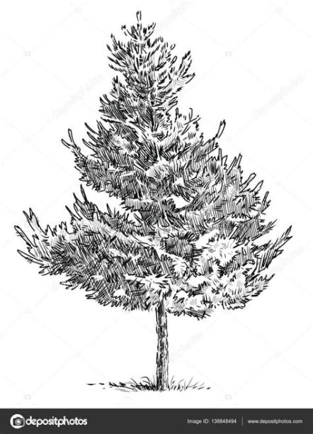 Drawing of a pine tree | Sketch of a small pine tree: Aprende a Dibujar Fácil con este Paso a Paso, dibujos de Pinos Realistas, como dibujar Pinos Realistas paso a paso para colorear