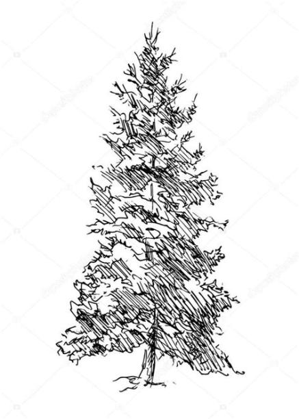 Hand drawing pine — Stock Vector © onot #47205015: Dibujar y Colorear Fácil, dibujos de Pinos Realistas, como dibujar Pinos Realistas para colorear