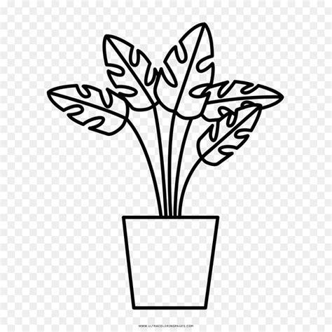 Plantas Medicinales Para Dibujar Y Colorear - Get Images: Aprende a Dibujar Fácil, dibujos de Planta, como dibujar Planta paso a paso para colorear