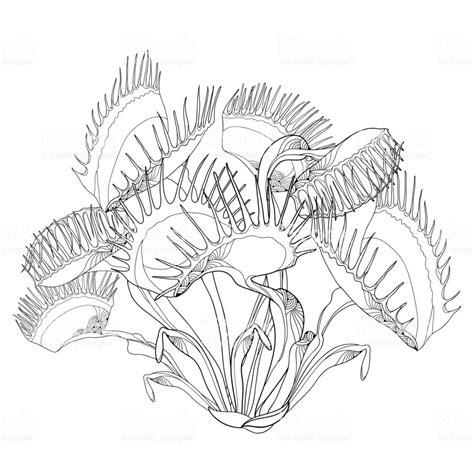 Plantas Carnivoras Para Dibujar - Get Images: Dibujar Fácil, dibujos de Plantas Carnivoras, como dibujar Plantas Carnivoras paso a paso para colorear