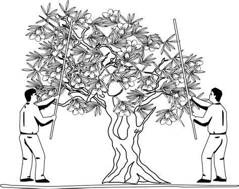 Olivareros - Actiludis: Dibujar Fácil, dibujos de Plantas En Autocad, como dibujar Plantas En Autocad para colorear