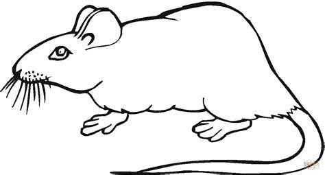 Dibujo de Dibujo de una Rata para colorear | Dibujos para: Aprender a Dibujar y Colorear Fácil, dibujos de Rata, como dibujar Rata para colorear