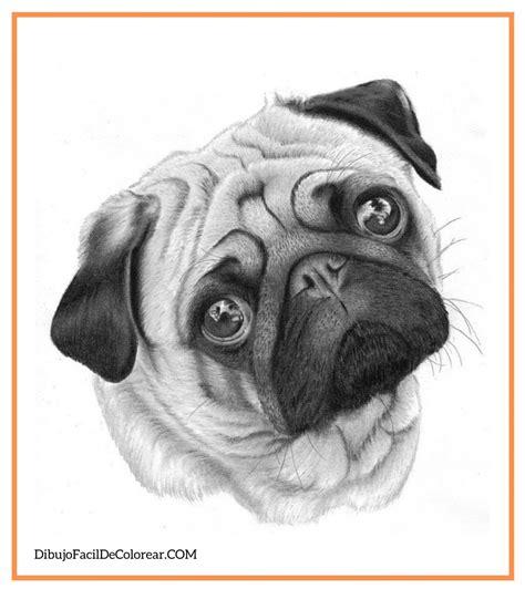 🐶Dibujos de Perros Fácil Para Colorear 🎨: Dibujar Fácil con este Paso a Paso, dibujos de Realista Un Perro, como dibujar Realista Un Perro paso a paso para colorear