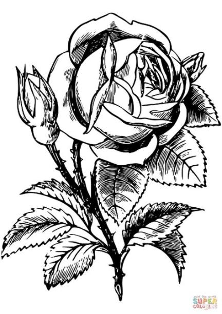 Desenhos de rosa para colorir - Atividades Educativas: Dibujar y Colorear Fácil, dibujos de Rosa Realista, como dibujar Rosa Realista paso a paso para colorear
