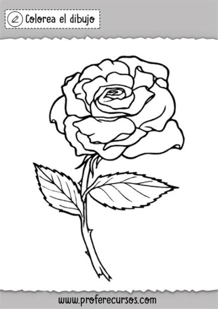 Dibujos de Rosas para Colorear | Láminas de Rosas: Aprender a Dibujar y Colorear Fácil con este Paso a Paso, dibujos de Rosas En Uñas, como dibujar Rosas En Uñas para colorear