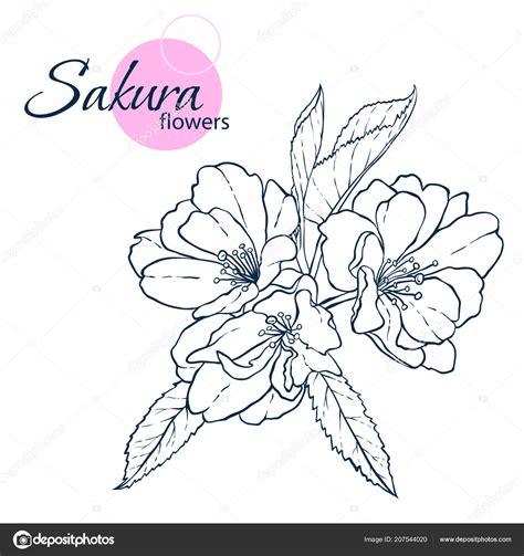 Mano dibuja flores de sakura flor de japonés: Dibujar y Colorear Fácil con este Paso a Paso, dibujos de Sakura Flor, como dibujar Sakura Flor para colorear
