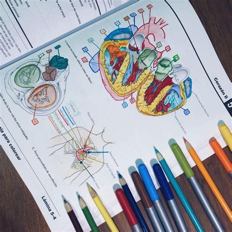 Corazón💖 | Anatomía. Anatomía médica. Anatomia musculos: Aprende como Dibujar Fácil con este Paso a Paso, dibujos de Secciones, como dibujar Secciones para colorear e imprimir