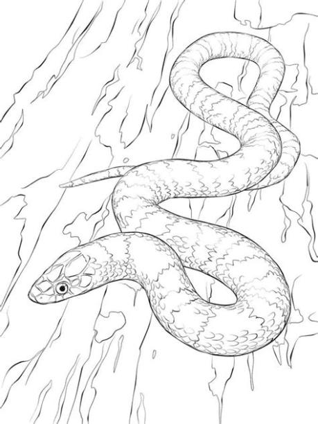 Dibujos para colorear: Serpientes reales imprimible: Aprender como Dibujar Fácil con este Paso a Paso, dibujos de Serpientes Realistas, como dibujar Serpientes Realistas para colorear e imprimir