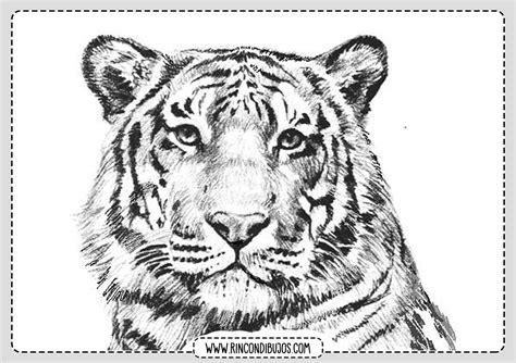 Dibujos de Tigres para colorear | Rincon Dibujos: Dibujar y Colorear Fácil con este Paso a Paso, dibujos de Tigre Realista, como dibujar Tigre Realista para colorear e imprimir