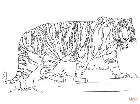 Dibujo de Tigre Caminando Realista para colorear | Dibujos: Aprender como Dibujar Fácil, dibujos de Tigre Realista, como dibujar Tigre Realista para colorear