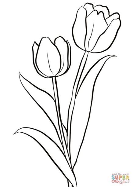 Dibujo de Dos tulipanes para colorear | Dibujos para: Aprender a Dibujar Fácil, dibujos de Tulipanes, como dibujar Tulipanes paso a paso para colorear